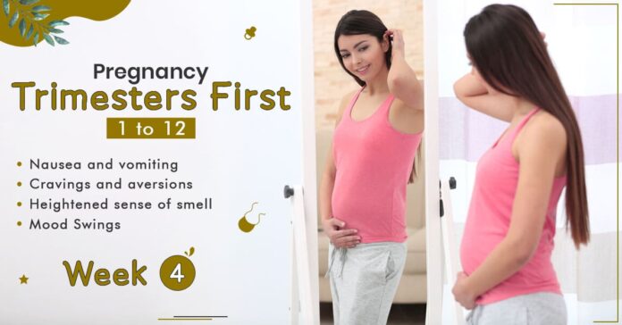 Pregnancy Trimester 1 Week 4- StarAndDaisy